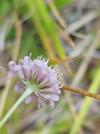 Scabiosa columbaria