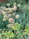 Angelica sylvestris