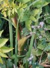 Angelica sylvestris