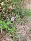 Mentha suaveolens