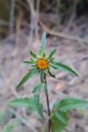 Bidens tripartita