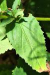 Epilobium montanum
