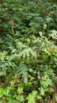 Cirsium oleraceum