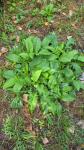 Cirsium oleraceum