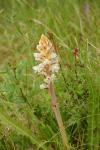 Orobanche picridis-hieracioidis