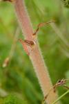 Orobanche picridis-hieracioidis