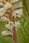 Orobanche picridis-hieracioidis
