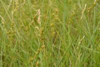 Carex leersii