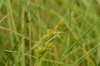 Carex leersii