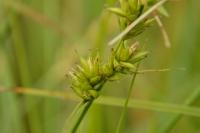 Carex leersii