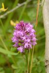 Anacamptis pyramidalis