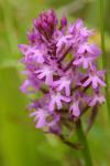 Anacamptis pyramidalis