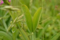 Lathyrus latifolius