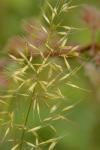 Trisetum flavescens