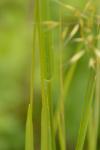 Trisetum flavescens