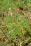 Conium maculatum