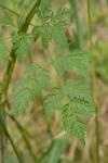 Conium maculatum