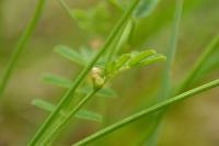 Hippocrepis comosa
