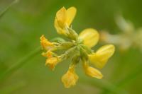 Hippocrepis comosa