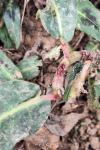 Persicaria amphibia