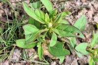 Lipandra polysperma