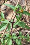 Bidens tripartita