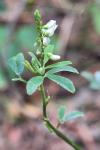 Melilotus albus