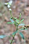 Melilotus albus