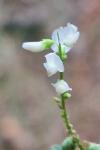 Melilotus albus