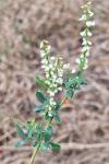 Melilotus albus