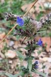 Echium vulgare