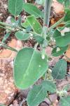 Chenopodium vulvaria