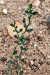Polygonum aviculare