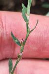 Polygonum aviculare