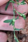 Polygonum aviculare