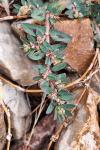 Euphorbia maculata