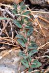 Euphorbia maculata
