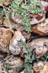 Euphorbia maculata