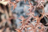 Sedum album