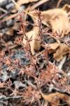Sedum album