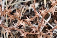 Sedum album