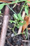Galium palustre