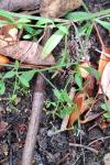 Galium palustre