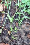 Galium palustre