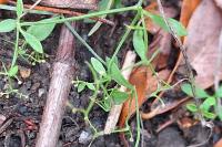 Galium palustre