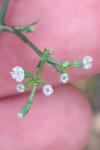 Sison segetum