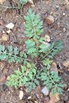 Rorippa sylvestris