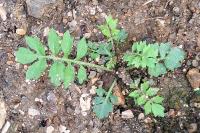 Rorippa sylvestris