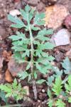 Rorippa sylvestris