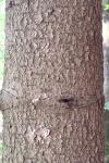 Abies alba